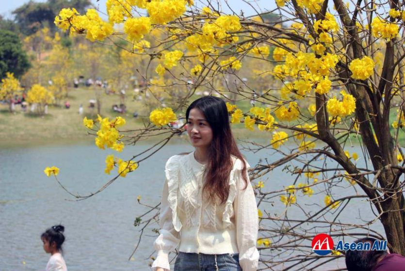 中国南宁举行第一届青秀山黄花风铃旅游季 大批游客纷至沓来