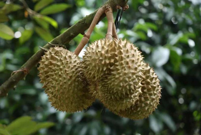 柬埔寨鲜食榴莲获准出口中国 柬已经有5种水果可出口中国