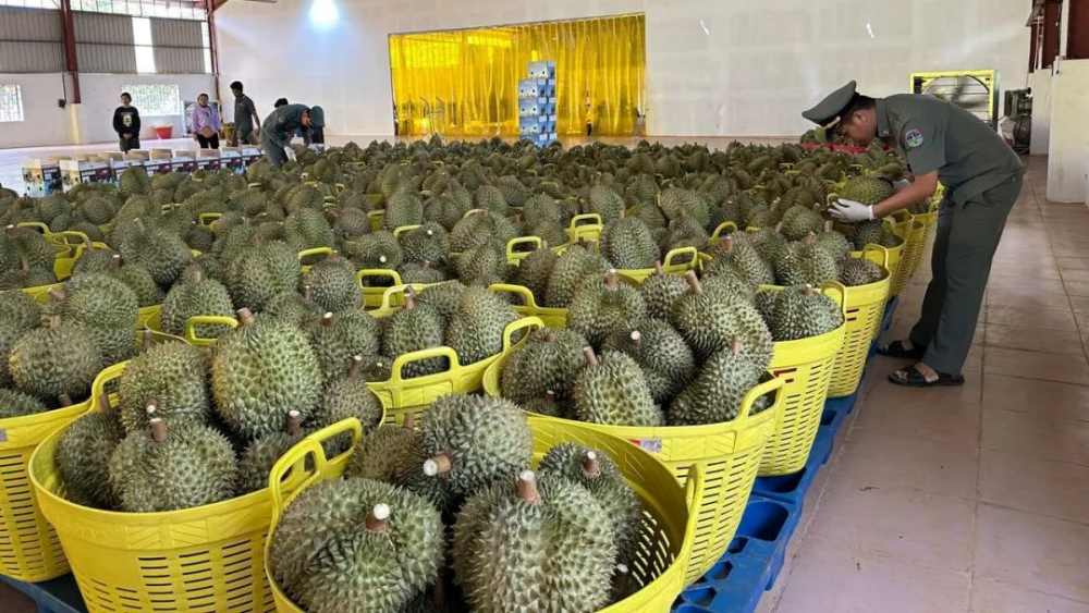 柬埔寨首次向中国市场正式出口榴莲 柬有五种水果可出口中国