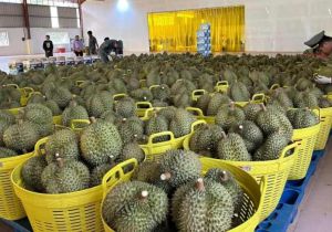 柬埔寨首次向中国市场正式出口榴莲 柬有五种水果可出口中国