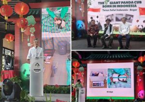 印尼野生动物园举行&ldquo;新出生大熊猫幼仔媒体发布会&rdquo;