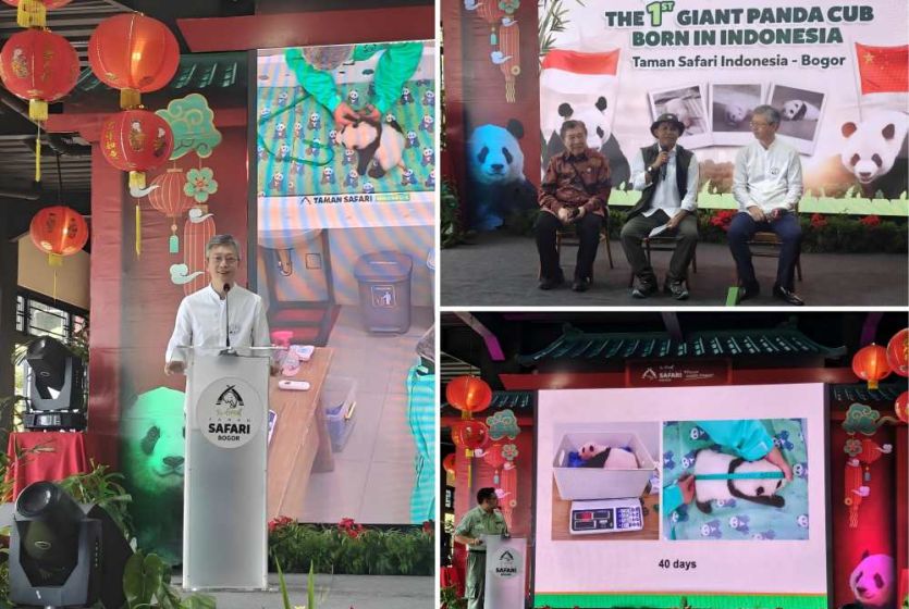 印尼野生动物园举行&ldquo;新出生大熊猫幼仔媒体发布会&rdquo;