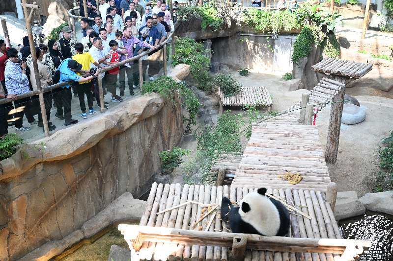 新一对旅马大熊猫&ldquo;辰星&rdquo;&ldquo;晓月&rdquo;亮相 马来西亚总理安瓦尔和中国大使出席仪式